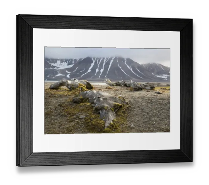 Framed Print : Bowhead Whale (Balaena mysticetus) bones near shore in fjord, Hornsund, Spitsbergen, Svalbard, August Framed Print : Bowhead Whale (Balaena mysticetus) bones near shore in fjord, Hornsund, Spitsbergen, Svalbard, August