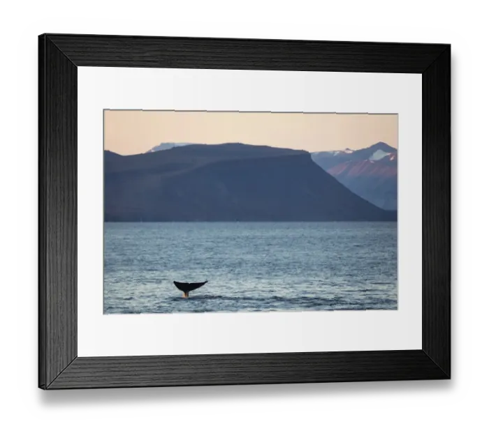Framed Print : Blue Whale (Balaenoptera musculus) adult, with tail fluke raised for diving Framed Print : Blue Whale (Balaenoptera musculus) adult, with tail fluke raised for diving