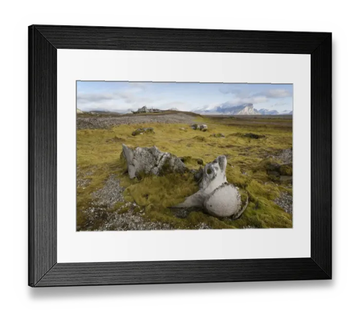 Framed Print : Bowhead Whale (Balaena mysticetus) bones near shore in fjord, Hornsund, Spitsbergen, Svalbard, August Framed Print : Bowhead Whale (Balaena mysticetus) bones near shore in fjord, Hornsund, Spitsbergen, Svalbard, August