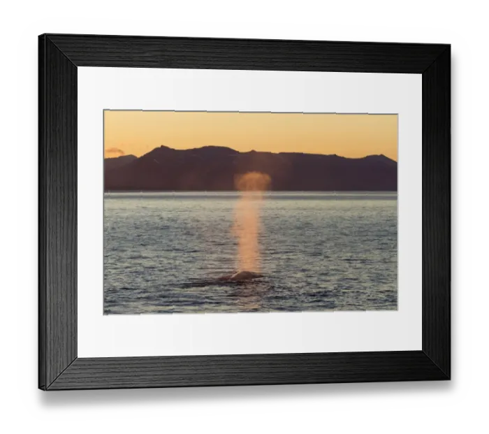 Framed Print : Blue Whale (Balaenoptera musculus) adult, surfacing and spouting, in coastal habitat with light of midnight sun