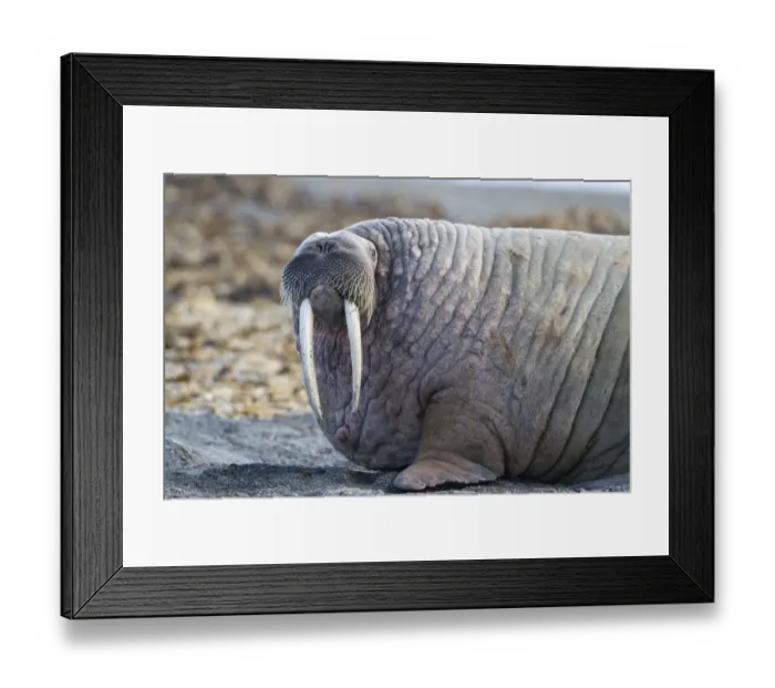 Framed Print : Atlantic Walrus (Odobenus rosmarus rosmarus) adult, close-up of head and front flipper, resting on beach, Poolepynten Framed Print : Atlantic Walrus (Odobenus rosmarus rosmarus) adult, close-up of head and front flipper, resting on beach, Poolepynten