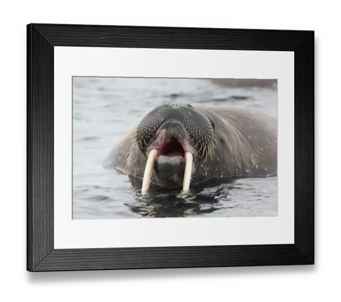 Framed Print : Atlantic Walrus (Odobenus rosmarus rosmarus) adult, close-up of head, yawning in water, Hinlopenstretet, Spitsbergen Framed Print : Atlantic Walrus (Odobenus rosmarus rosmarus) adult, close-up of head, yawning in water, Hinlopenstretet, Spitsbergen