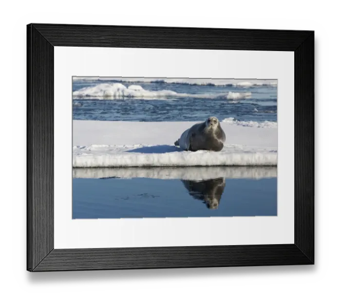Framed Print : Bearded Seal (Erignathus barbatus) adult, resting on icefloe, Hinlopenstretet, Spitsbergen, Svalbard, August Framed Print : Bearded Seal (Erignathus barbatus) adult, resting on icefloe, Hinlopenstretet, Spitsbergen, Svalbard, August