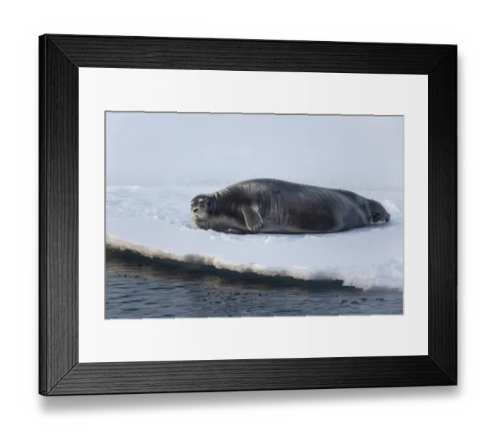 Framed Print : Bearded Seal (Erignathus barbatus) adult, resting on icefloe, Hinlopenstretet, Spitsbergen, Svalbard, August
