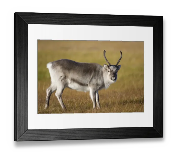 Framed Print : Svalbard Reindeer (Rangifer tarandus platyrhynchus) adult female, with antlers in velvet, standing on tundra Framed Print : Svalbard Reindeer (Rangifer tarandus platyrhynchus) adult female, with antlers in velvet, standing on tundra