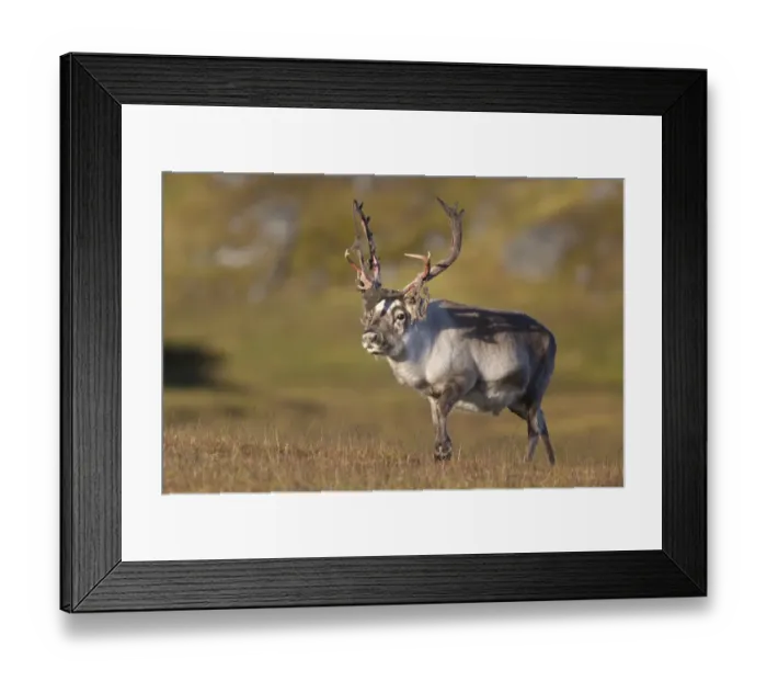Framed Print : Svalbard Reindeer (Rangifer tarandus platyrhynchus) adult male, shedding velvet from antlers, walking on tundra Framed Print : Svalbard Reindeer (Rangifer tarandus platyrhynchus) adult male, shedding velvet from antlers, walking on tundra