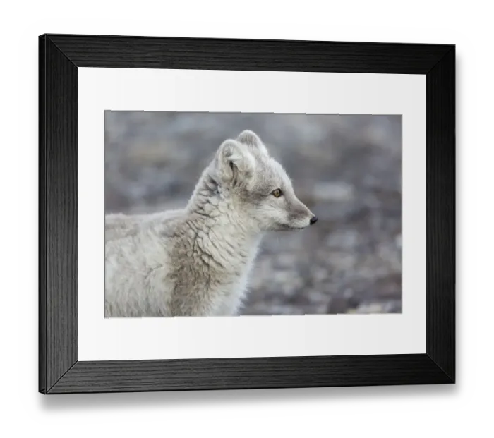 Framed Print : Arctic Fox (Vulpes lagopus) adult, close-up of head, Boltodden, Spitsbergen, Svalbard, August Framed Print : Arctic Fox (Vulpes lagopus) adult, close-up of head, Boltodden, Spitsbergen, Svalbard, August