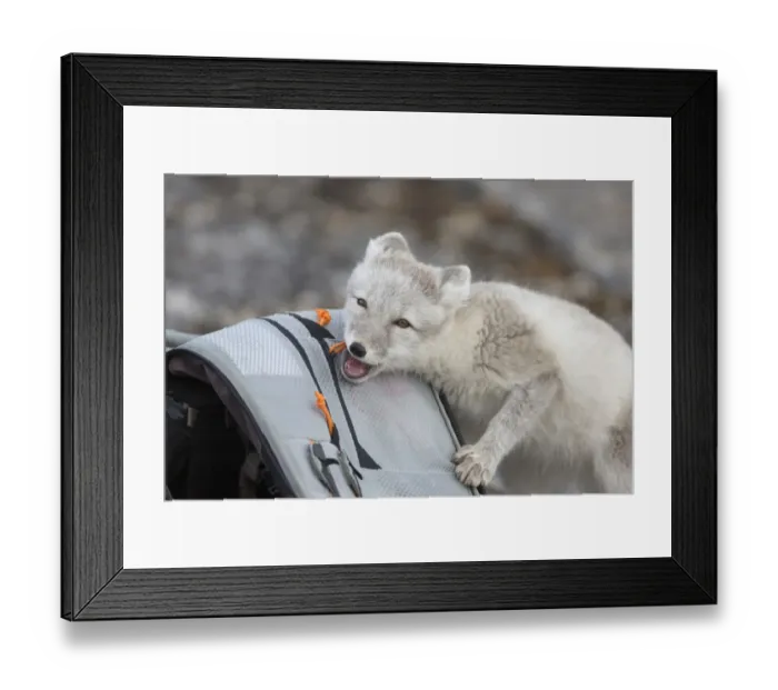 Framed Print : Arctic Fox (Vulpes lagopus) adult, investigating photographer rucksack, Boltodden, Spitsbergen, Svalbard, August