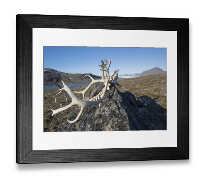 Framed Print : Svalbard Reindeer (Rangifer tarandus platyrhynchus) skull, on rock in tundra, Signehamna, Spitsbergen, Svalbard, August Framed Print : Svalbard Reindeer (Rangifer tarandus platyrhynchus) skull, on rock in tundra, Signehamna, Spitsbergen, Svalbard, August