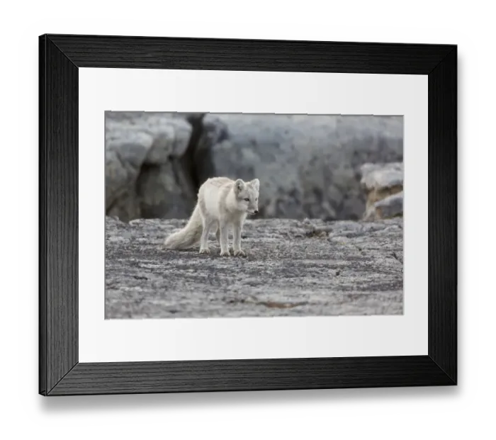 Framed Print : Arctic Fox (Vulpes lagopus) adult, standing on rock, Boltodden, Spitsbergen, Svalbard, August Framed Print : Arctic Fox (Vulpes lagopus) adult, standing on rock, Boltodden, Spitsbergen, Svalbard, August