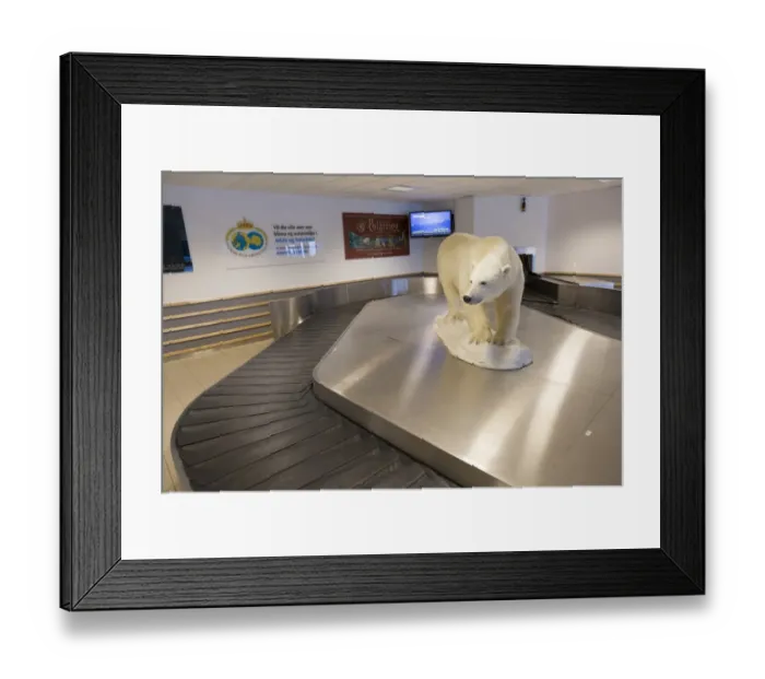 Framed Print : Polar Bear (Ursus maritimus) stuffed adult, at baggage claim in airport, Longyearbyen, Spitsbergen, Svalbard, September