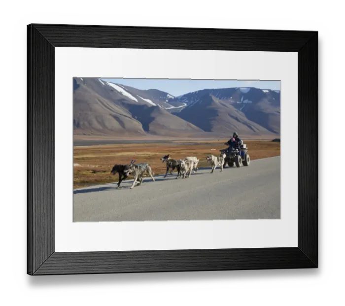 Framed Print : Domestic Dog, husky-type sledgedogs, team pulling quadbike with woman and child, near Longyearbyen, Spitsbergen Framed Print : Domestic Dog, husky-type sledgedogs, team pulling quadbike with woman and child, near Longyearbyen, Spitsbergen
