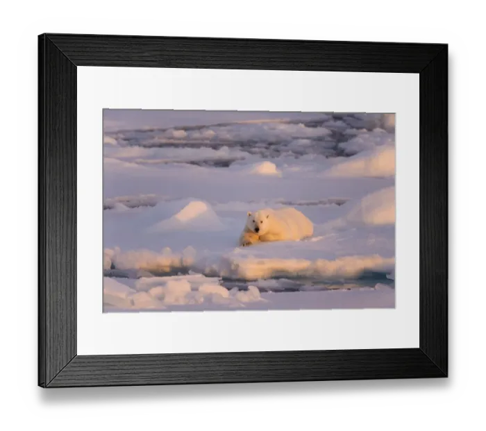 Framed Print : Polar Bear (Ursus maritimus) adult, resting on icefloe at sunset, Erik Eriksenstretet, Svalbard, August Framed Print : Polar Bear (Ursus maritimus) adult, resting on icefloe at sunset, Erik Eriksenstretet, Svalbard, August