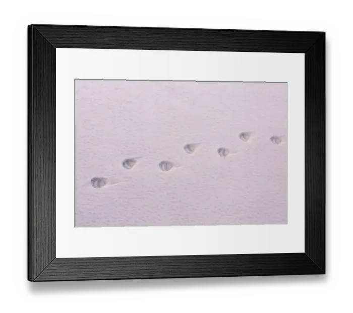 Framed Print : Polar Bear (Ursus maritimus) footprints on icefloe, Erik Eriksenstretet, Svalbard, August Framed Print : Polar Bear (Ursus maritimus) footprints on icefloe, Erik Eriksenstretet, Svalbard, August