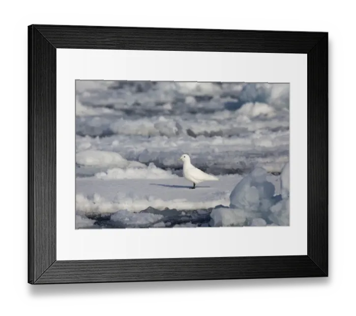 Framed Print : Ivory Gull (Pagophila eburnea) adult, standing on icefloe, Erik Eriksenstretet, Svalbard, August Framed Print : Ivory Gull (Pagophila eburnea) adult, standing on icefloe, Erik Eriksenstretet, Svalbard, August