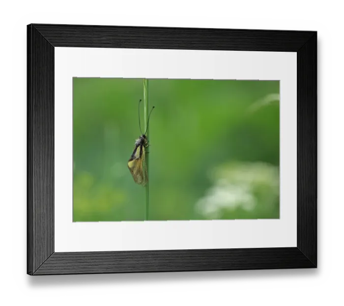 Framed Print : Butterfly-lion (Libelloides coccajus) adult, resting on grass stem, Hautes-Pyrenees, Midi-Pyrenees, France, June Framed Print : Butterfly-lion (Libelloides coccajus) adult, resting on grass stem, Hautes-Pyrenees, Midi-Pyrenees, France, June