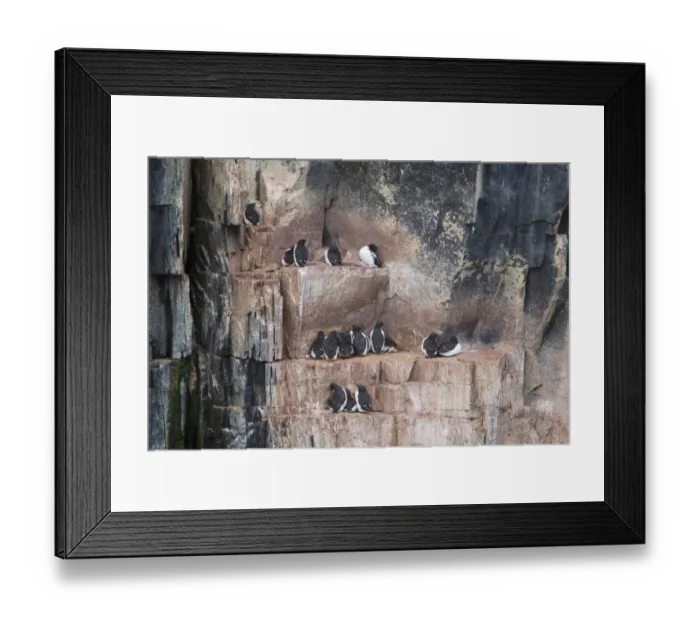Framed Print : Brunnichs Guillemot (Uria lomvia) adults, breeding plumage, group sitting on coastal cliff ledges, Alkefjellet