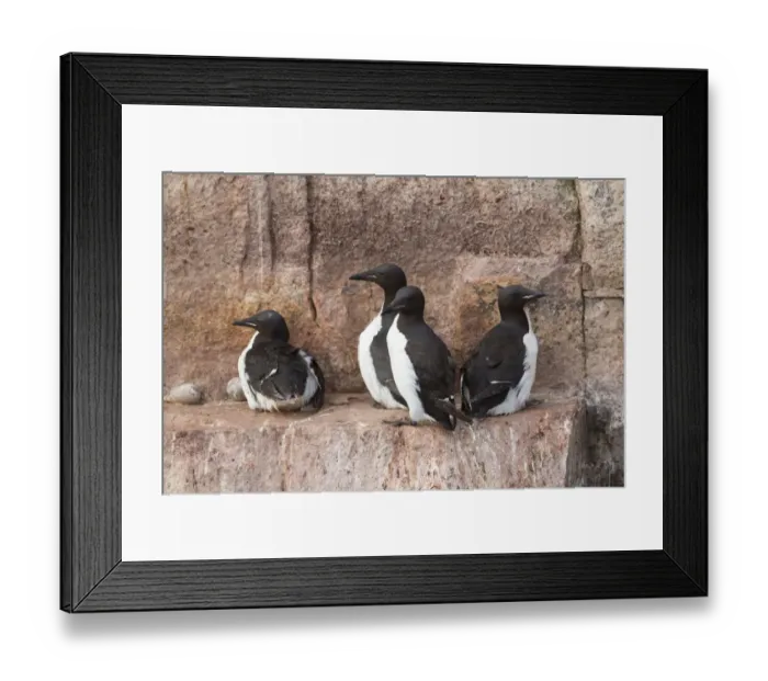 Framed Print : Brunnichs Guillemot (Uria lomvia) four adults, breeding plumage, sitting on coastal cliff ledge, Alkefjellet Framed Print : Brunnichs Guillemot (Uria lomvia) four adults, breeding plumage, sitting on coastal cliff ledge, Alkefjellet