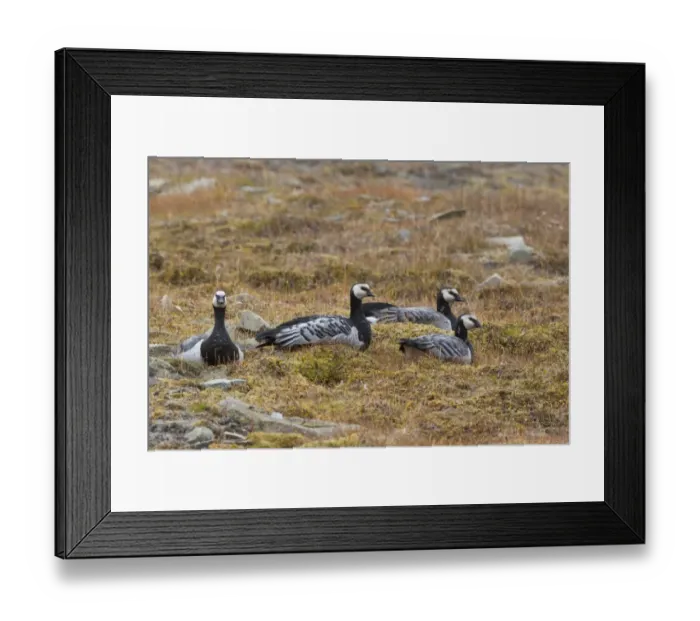 Framed Print : Barnacle Goose (Branta leucopsis) four juveniles, sitting in tundra, near Longyearbyen, Spitsbergen, Svalbard