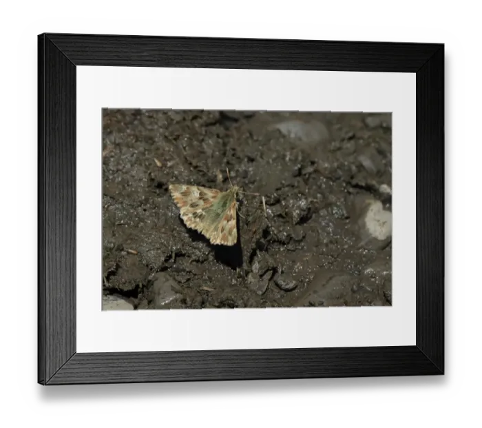 Framed Print : Marbled Skipper (Carcharodus lavatherae) adult, drinking minerals from damp soil, Hautes-Pyrenees, Midi-Pyrenees Framed Print : Marbled Skipper (Carcharodus lavatherae) adult, drinking minerals from damp soil, Hautes-Pyrenees, Midi-Pyrenees
