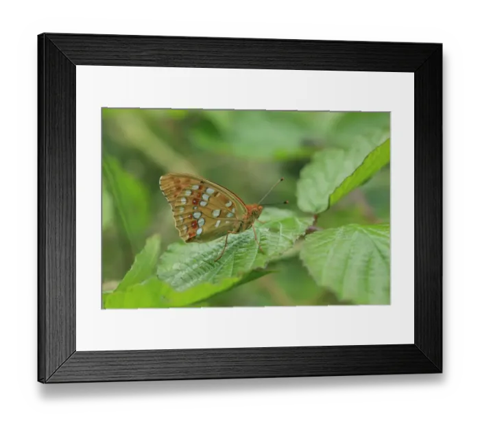 Framed Print : High Brown Fritillary (Argynnis adippe) adult, resting on leaf, Hautes-Pyrenees, Midi-Pyrenees, France, June