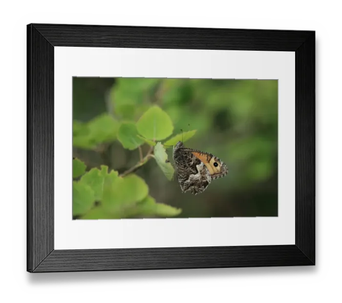 Framed Print : Grayling (Hipparchia semele) adult, resting on leaf, Norfolk, England, July Framed Print : Grayling (Hipparchia semele) adult, resting on leaf, Norfolk, England, July