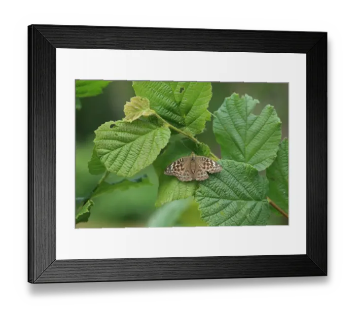 Framed Print : Silver-washed Fritillary (Argynnis paphia valezina) adult, resting on hazel leaf, Brittany, France, August Framed Print : Silver-washed Fritillary (Argynnis paphia valezina) adult, resting on hazel leaf, Brittany, France, August