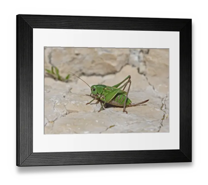 Framed Print : Wart-biter Cricket (Decticus verrucivorus) adult female, resting on rock, Hautes-Pyrenees, Midi-Pyrenees, France, July