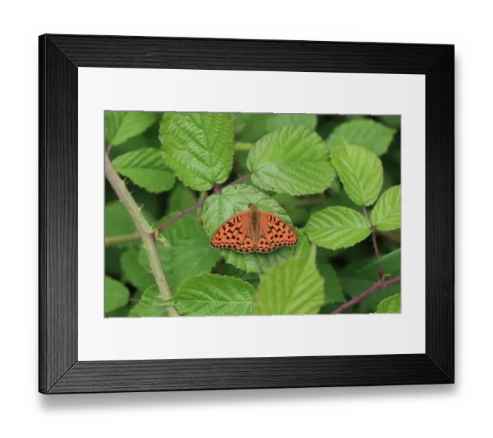 Framed Print : High Brown Fritillary (Argynnis adippe) adult, resting on bramble leaf, Hautes-Pyrenees, Midi-Pyrenees, France, June