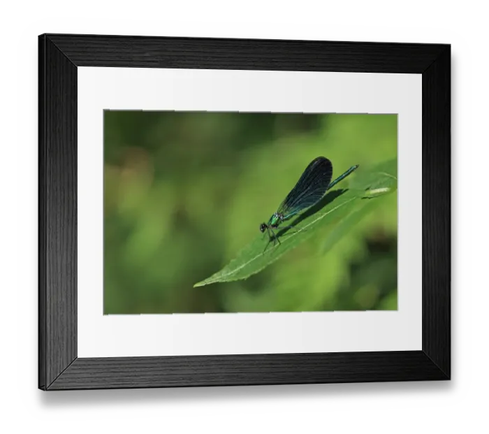 Framed Print : Beautiful Demoiselle (Calopteryx virgo meridionalis) adult male, resting on leaf, Brittany, France, August Framed Print : Beautiful Demoiselle (Calopteryx virgo meridionalis) adult male, resting on leaf, Brittany, France, August