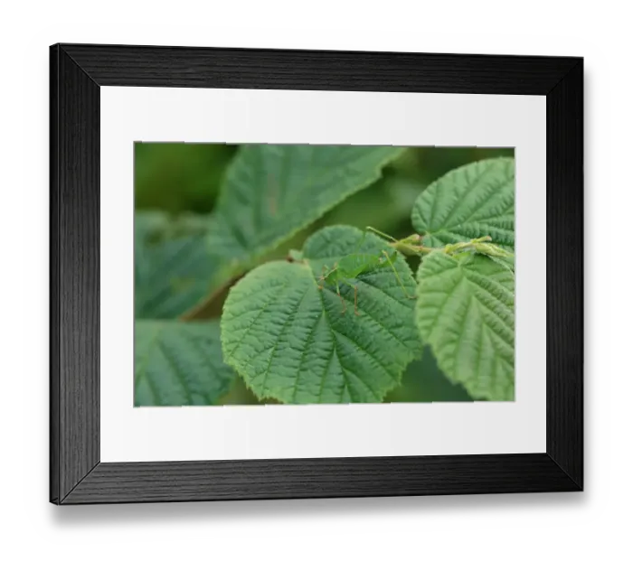 Framed Print : Speckled Bush-cricket (Leptophytes punctatissima) adult female, camouflaged on hazel leaf, Brittany, France, August