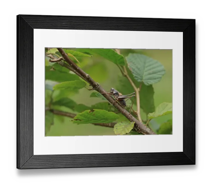 Framed Print : Dark Bush-cricket (Pholidoptera griseoaptera) adult male, resting on hazel twig, Brittany, France, August Framed Print : Dark Bush-cricket (Pholidoptera griseoaptera) adult male, resting on hazel twig, Brittany, France, August