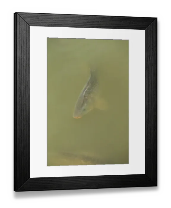 Framed Print : Blacktip Shark (Carcharhinus limbatus) and Long-beaked Common Dolphin (Delphinus capensis) adults Framed Print : Blacktip Shark (Carcharhinus limbatus) and Long-beaked Common Dolphin (Delphinus capensis) adults