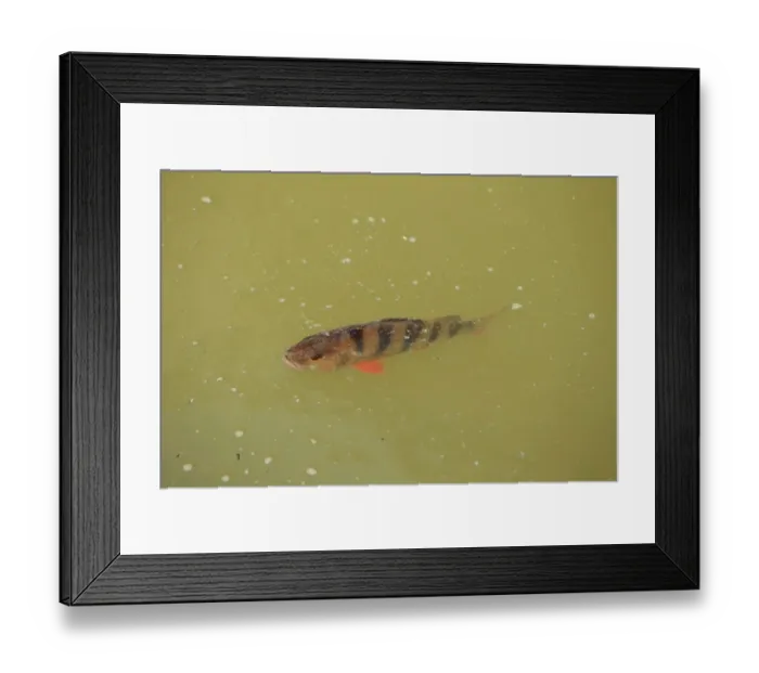 Framed Print : European Perch (Perca fluviatilis) adult, swimming at surface of water, Suffolk, England, May