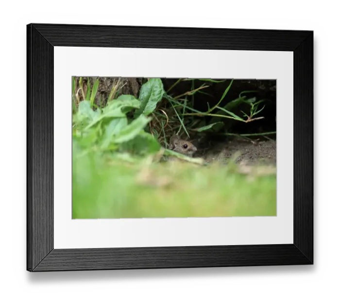 Framed Print : Wood Mouse (Apodemus sylvaticus) adult, looking out from burrow, Norfolk, England, June Framed Print : Wood Mouse (Apodemus sylvaticus) adult, looking out from burrow, Norfolk, England, June