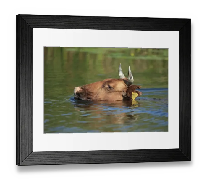 Framed Print : Domestic Cattle, adult, close-up of head, swimming, Romania, September Framed Print : Domestic Cattle, adult, close-up of head, swimming, Romania, September