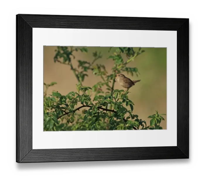 Framed Print : Eurasian Wren (Troglodytes troglodytes) adult, singing, perched on wild rose stem, Norfolk, England, April Framed Print : Eurasian Wren (Troglodytes troglodytes) adult, singing, perched on wild rose stem, Norfolk, England, April