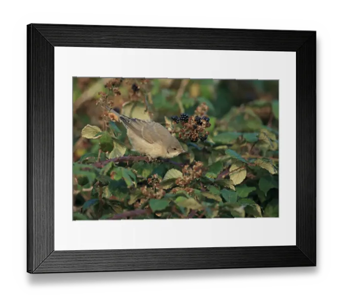 Framed Print : Barred Warbler (Sylvia nisoria) immature, first winter plumage, feeding on blackberries, Norfolk, England, September Framed Print : Barred Warbler (Sylvia nisoria) immature, first winter plumage, feeding on blackberries, Norfolk, England, September