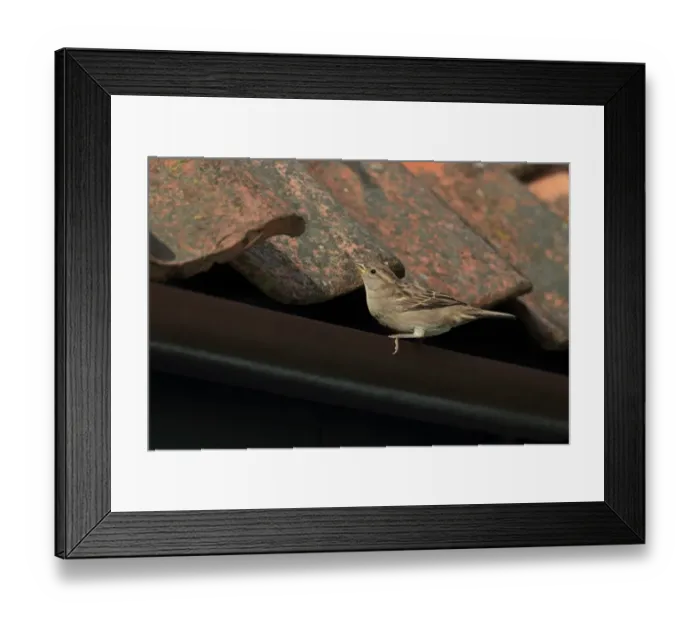 Framed Print : House Sparrow (Passer domesticus) adult female, perched on roof guttering, Norfolk, England, August Framed Print : House Sparrow (Passer domesticus) adult female, perched on roof guttering, Norfolk, England, August