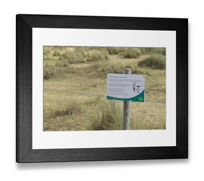 Framed Print : Little Tern (Sterna albifrons) nesting habitat, roped-off area with Birds nesting on beach sign, Norfolk, England, July Framed Print : Little Tern (Sterna albifrons) nesting habitat, roped-off area with Birds nesting on beach sign, Norfolk, England, July