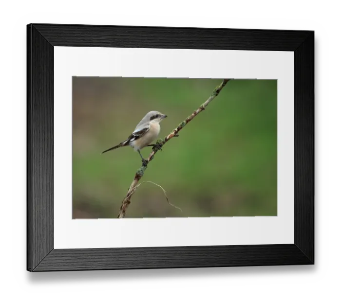 Framed Print : Steppe Grey Shrike (Lanius pallidirostis) immature, first winter plumage, vagrant perched on twig, Norfolk, England Framed Print : Steppe Grey Shrike (Lanius pallidirostis) immature, first winter plumage, vagrant perched on twig, Norfolk, England