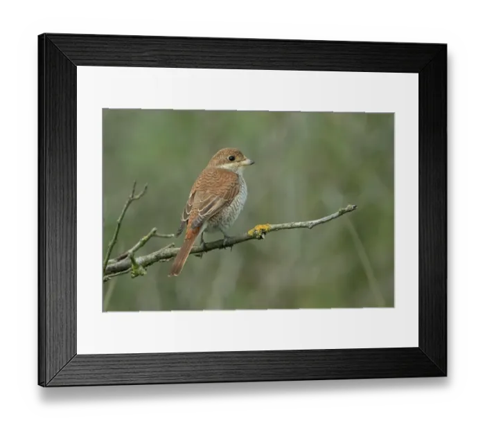 Framed Print : Red-backed Shrike (Lanius collurio) juvenile, perched on twig, Suffolk, England, October Framed Print : Red-backed Shrike (Lanius collurio) juvenile, perched on twig, Suffolk, England, October
