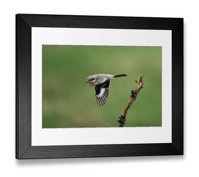 Framed Print : Steppe Grey Shrike (Lanius pallidirostis) immature, first winter plumage, autumn vagrant, in flight, Norfolk, England