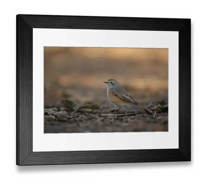 Framed Print : Common Redstart (Phoenicurus phoenicurus) immature male, first winter plumage, standing on ground, Norfolk, England