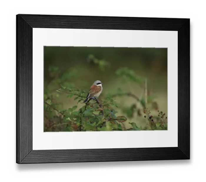 Framed Print : Red-backed Shrike (Lanius collurio) adult male, perched on bramble stem, Norfolk, England, August Framed Print : Red-backed Shrike (Lanius collurio) adult male, perched on bramble stem, Norfolk, England, August