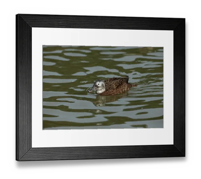 Framed Print : Laysan Duck (Anas laysanensis) adult female, swimming (captive) Framed Print : Laysan Duck (Anas laysanensis) adult female, swimming (captive)