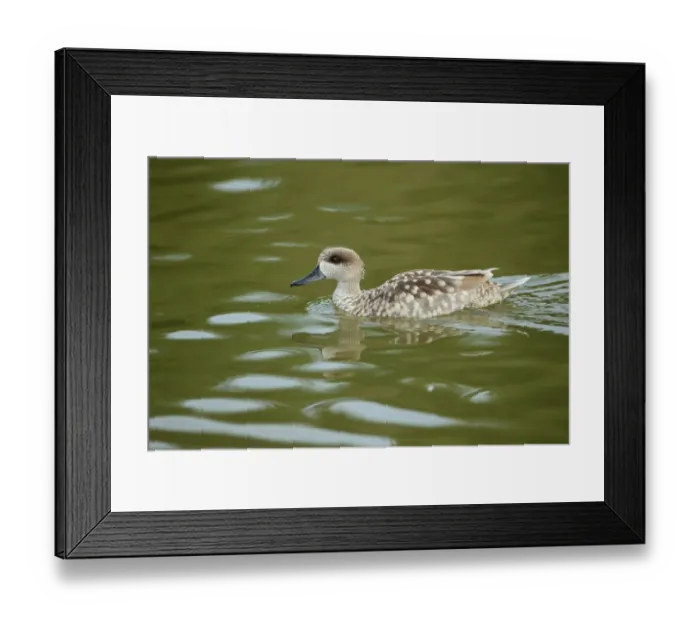 Framed Print : Marbled Teal (Marmaronetta angustirostris) adult, swimming (captive)