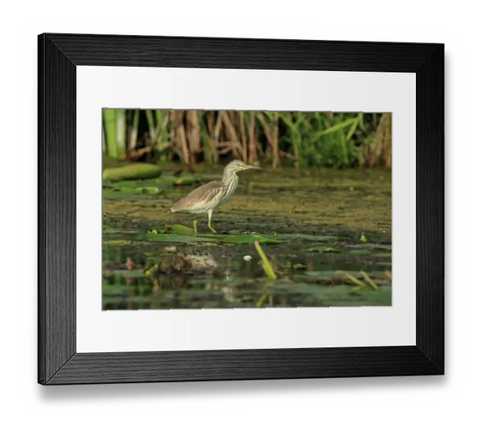 Framed Print : Squacco Heron (Ardeola ralloides) immature, standing on waterlily pads, Romania, September Framed Print : Squacco Heron (Ardeola ralloides) immature, standing on waterlily pads, Romania, September