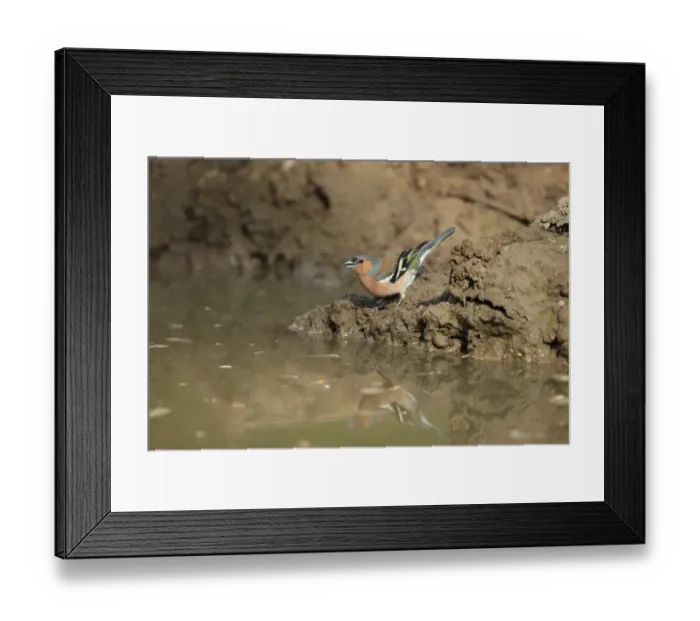Framed Print : Common Chaffinch (Fringilla coelebs) adult male, drinking at puddle, Norfolk, England, April Framed Print : Common Chaffinch (Fringilla coelebs) adult male, drinking at puddle, Norfolk, England, April