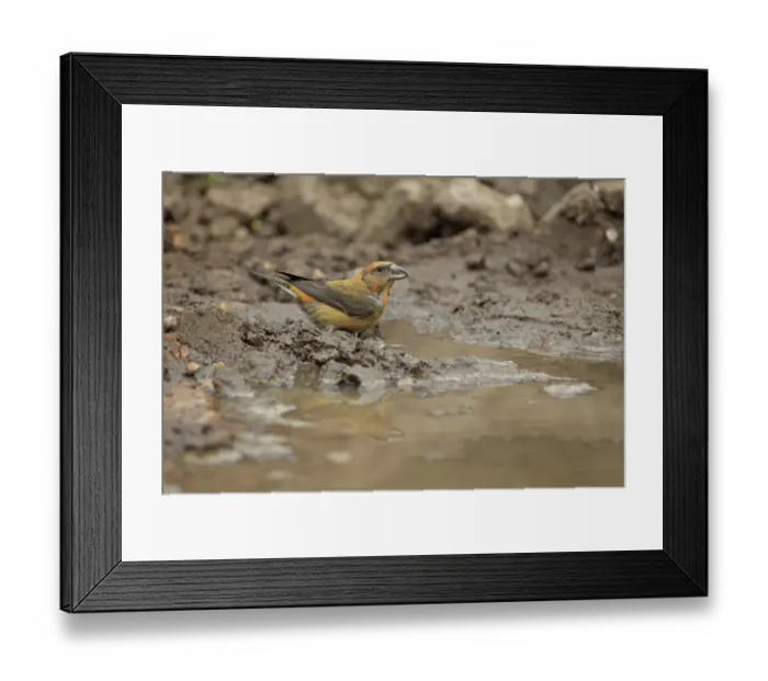 Framed Print : Red Crossbill (Loxia curvirostra) adult male, drinking at puddle, Norfolk, England, April Framed Print : Red Crossbill (Loxia curvirostra) adult male, drinking at puddle, Norfolk, England, April